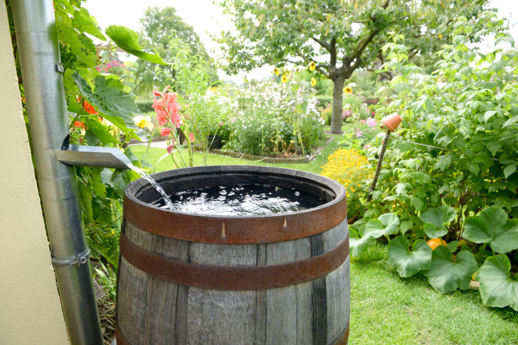 Eine Regentonne sammelt Regenwasser von einer Regenrinne, umgeben von einem blühenden Garten mit verschiedenen Pflanzen und Blumen.