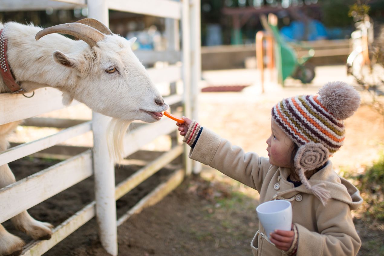 Ein kleines Kind mit Wintermütze füttert eine Ziege mit einer Karotte auf einem Erlebnisbauernhof NRW. Perfektes Ausflugsziel für Familien, um Natur und Tiere hautnah zu erleben.