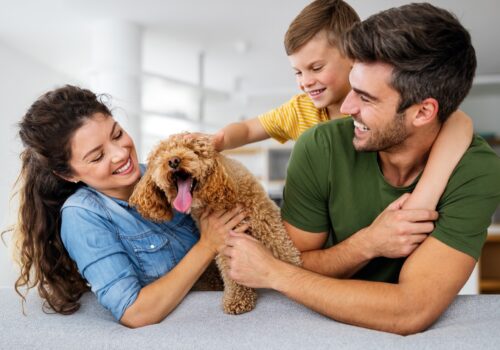 Ein Familienmitglied auf vier Pfoten: Alltag meistern mit sensiblen Hunden